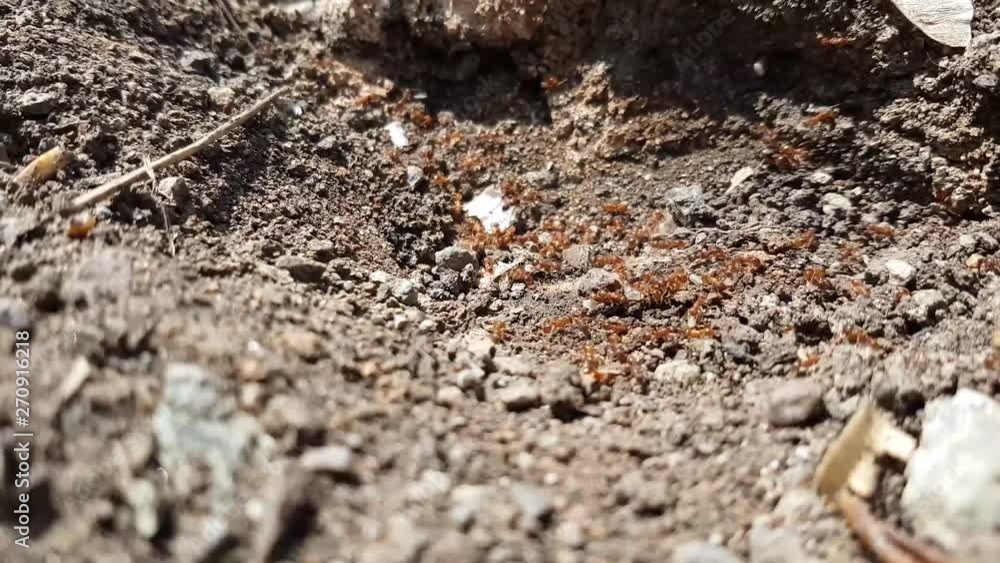 Yellow meadow ant, ( yellow hill ant) colony collecting eggs Yellow meadow ant, ( yellow hill ant) colony collecting eggs