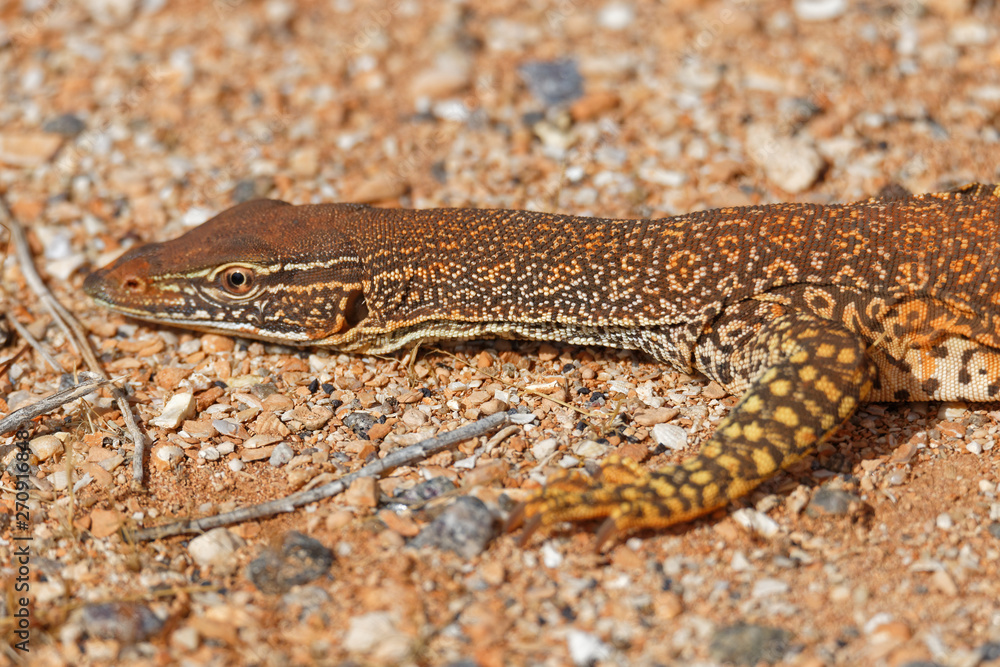 Naklejka premium Arguswaran