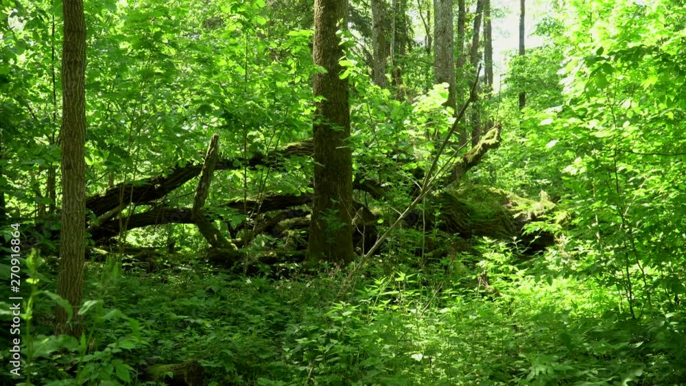 Deep tropical jungles. Green wood nature in spring. Thick tree trunks. Beautiful morning woods in summer. Sun beams through thick tree branches in dense green forest. Deep tropical jungles. Green wood nature in spring. Thick tree trunks. Beautiful morning woods in summer. Sun beams through thick tree branches in dense green forest.