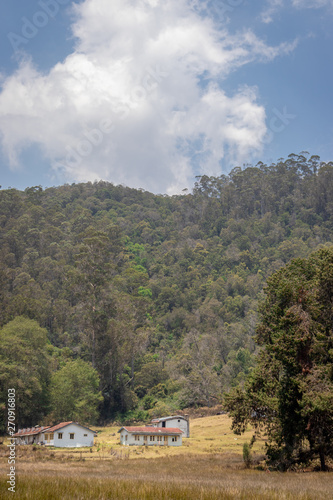 Isolated homes in green forests photo