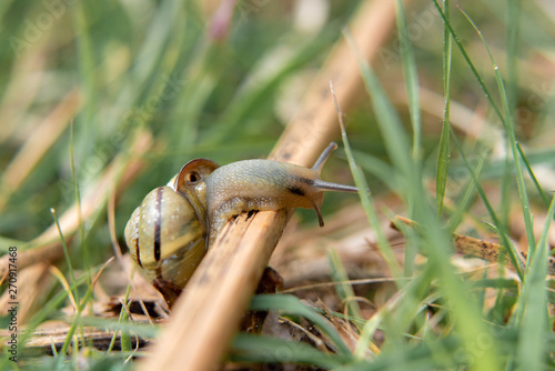 snail on a green leaf in the forest