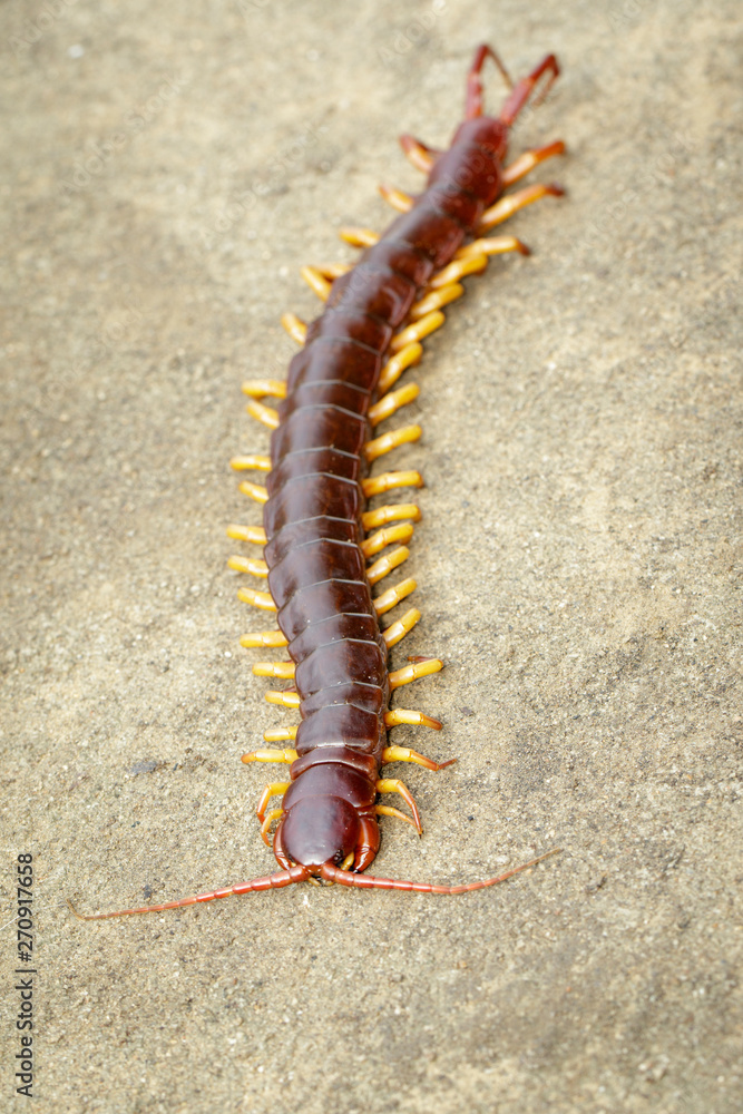 Image of centipedes or chilopoda on the ground. Animal. poisonous animals. Image of centipedes or chilopoda on the ground. Animal. poisonous animals.