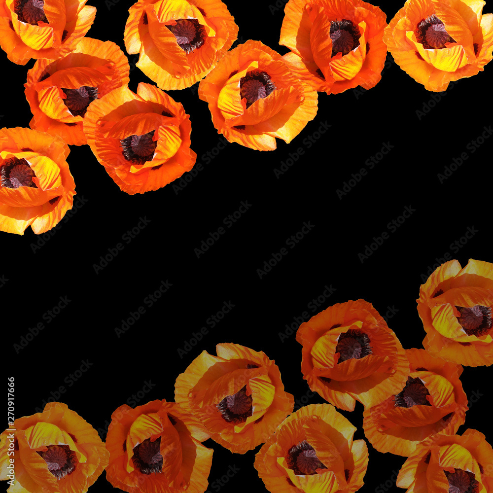 Obraz premium Beautiful floral background of orange poppies. Isolated