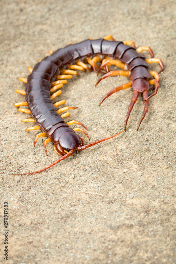 Image of centipedes or chilopoda on the ground. Animal. poisonous animals. Image of centipedes or chilopoda on the ground. Animal. poisonous animals.