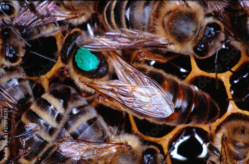 Bees, honey bee, queen bee, oviposition photo