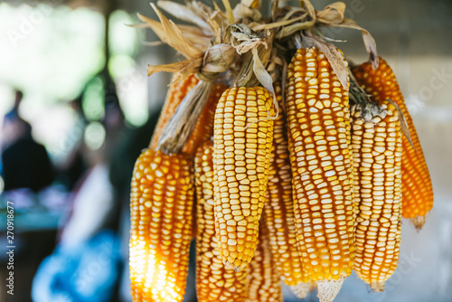 Close up Sun Dried Corn with harsh sunlight that hang from the ceiling in the Akha village of Maejantai on the hill in Chiang Mai, Thailand. photo