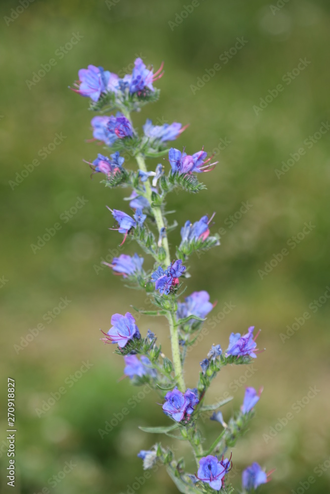 Obraz premium lavender 