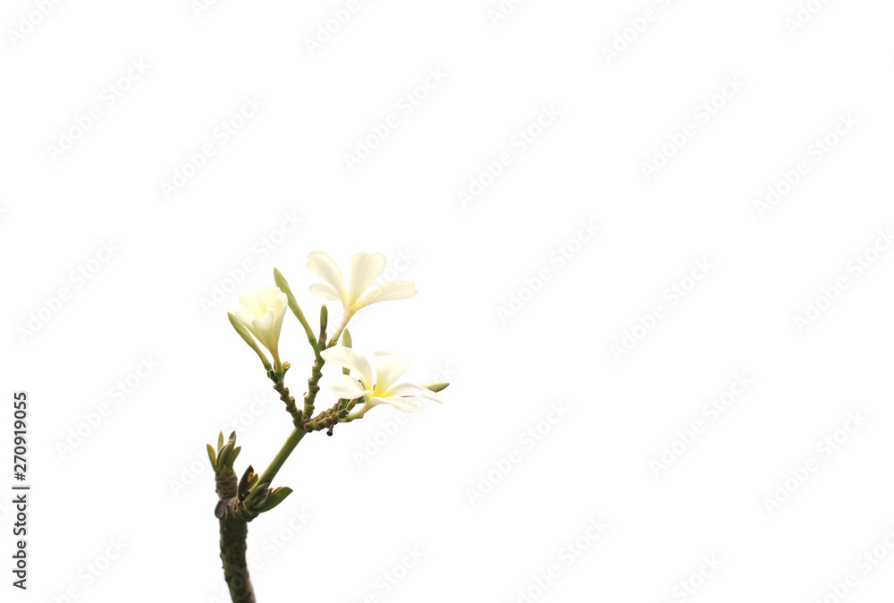 Plumeria (frangipani) flowers isolated on white background, copy space.