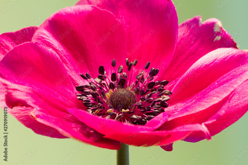 Close up of an anemone in full bloom Close up of an anemone in full bloom