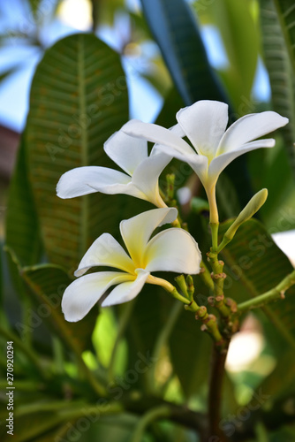 White flowers in tropical resort