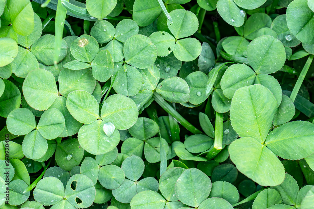 Green clover leaves background, St. Patrick's Day concept, floral texture Green clover leaves background, St. Patrick's Day concept, floral texture