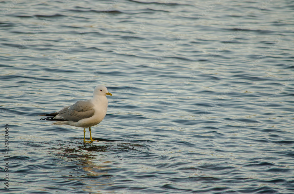seagull bird and its shadow waiting for target on water of a lake in a beautiful day destination in northern Europe seagull bird and its shadow waiting for target on water of a lake in a beautiful day destination in northern Europe