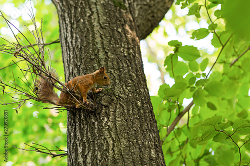 young squirrel orange black eyes small on thin branch background brown trunk