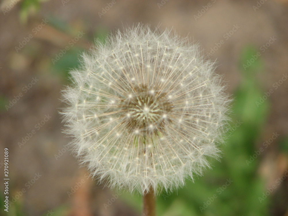 dandelion on background of green grass dandelion on background of green grass