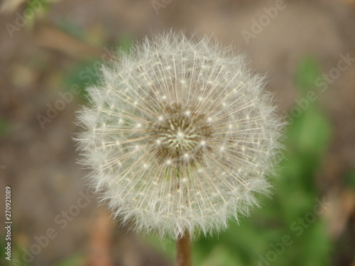 Fototapeta Naklejka Na Ścianę i Meble -  dandelion on background of green grass