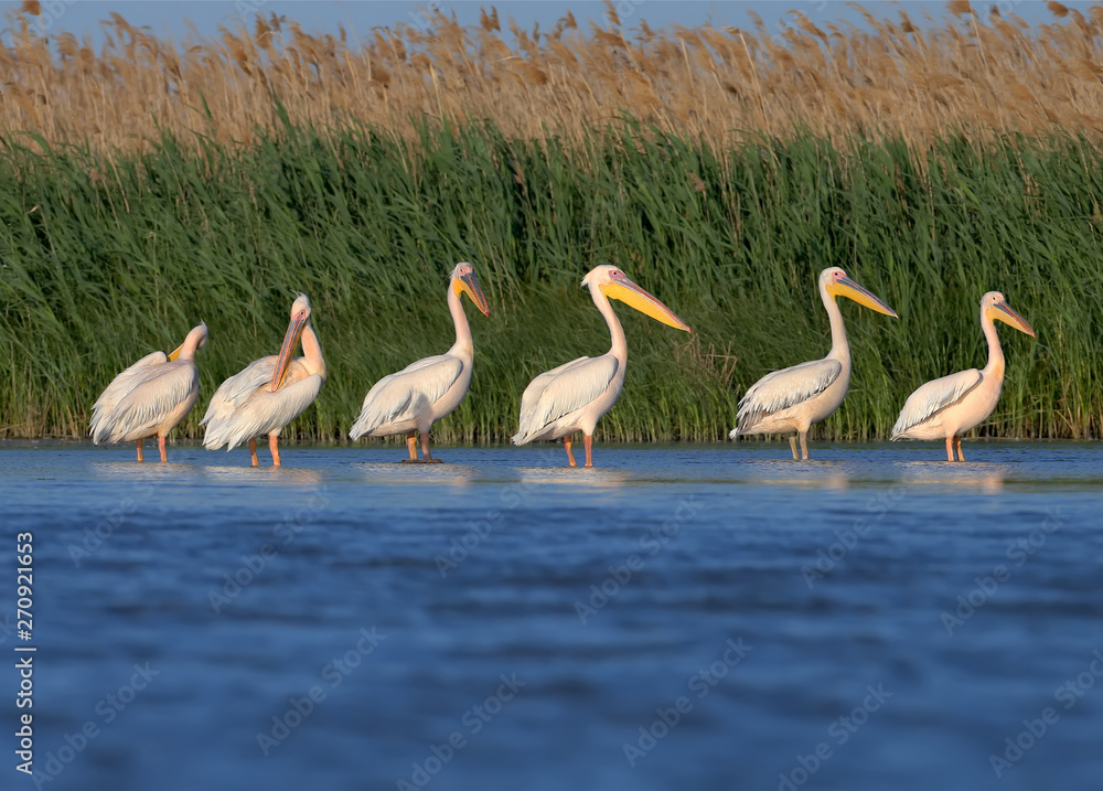 Groups of white pelicans are photographed standing in the water against the background of green aquatic plants. Close-up and detailed photos of these magnificent birds Groups of white pelicans are photographed standing in the water against the background of green aquatic plants. Close-up and detailed photos of these magnificent birds