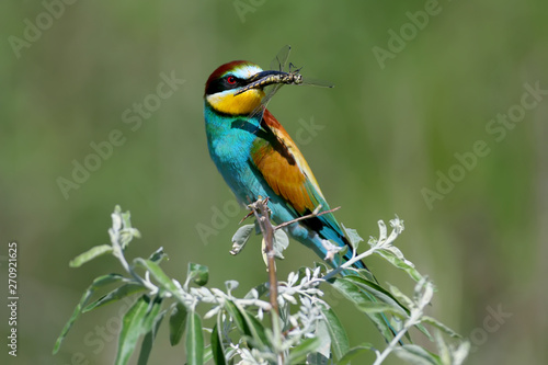 European bee-eater sits on a branch and holds a large dragonfly in its beak. Bright full-color photo shot close-up on a beautiful blurred background.