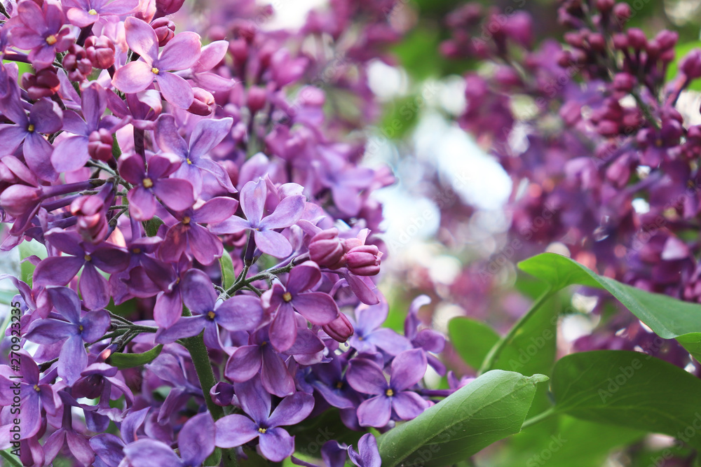 Beautiful tender delicate violet lilac flowers branch in sunny garden close up Beautiful tender delicate violet lilac flowers branch in sunny garden close up