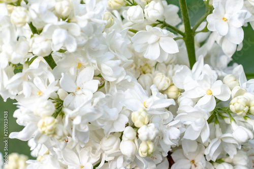 Tender delicate white lilac, Syringa vulgaris double flowers close up as a background