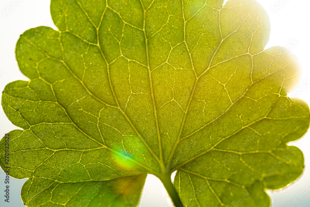 Obraz premium Closeup of a green leaf, back lit.