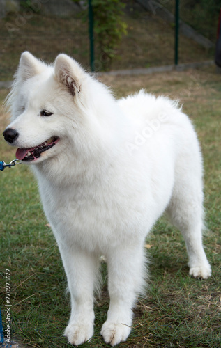 Biały piękny pies