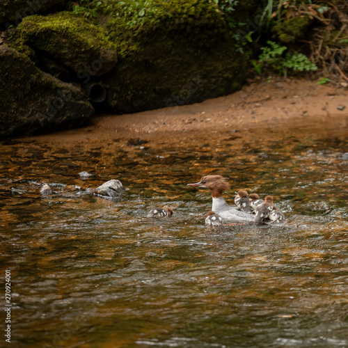 Female Gossander Mergus Merganser and several ducklings swimming on River Teign in England in Spring photo