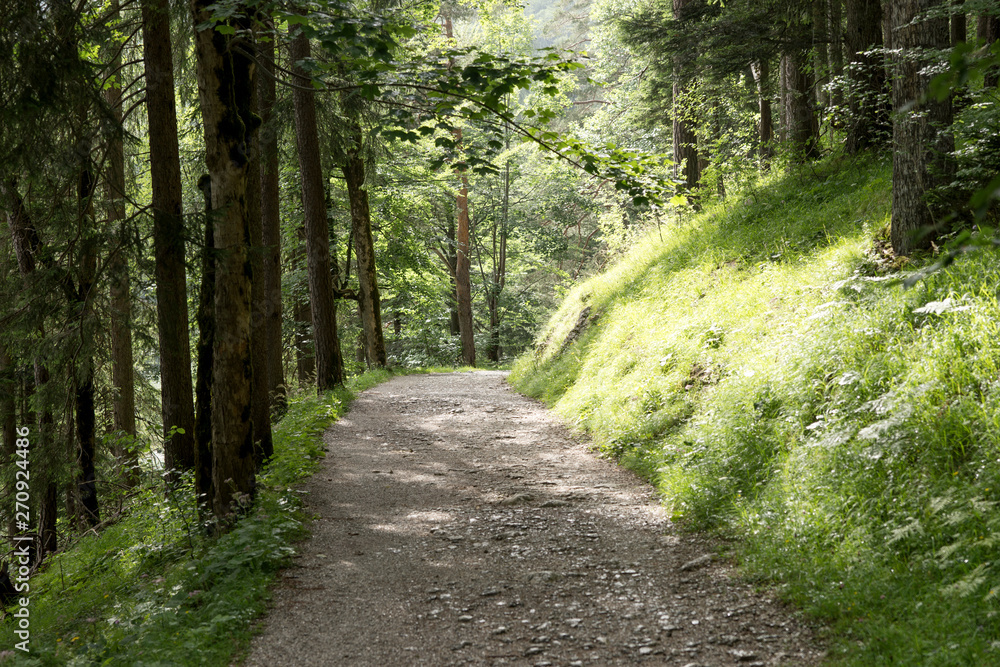 Fototapeta premium Trees in the bavarian forest. Southern Germany
