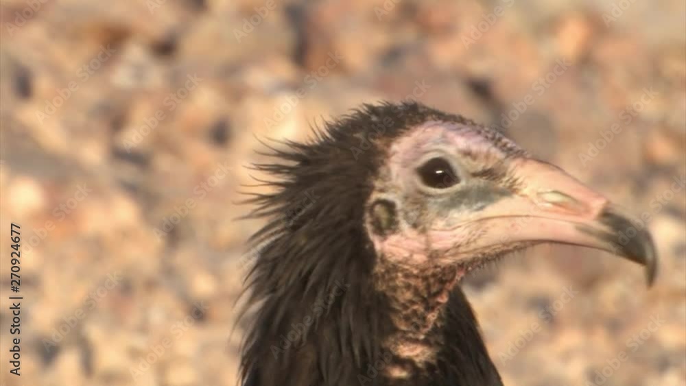 Egyptian Vulture, immature, close up, Sde boker, Negev Egyptian Vulture, immature, close up, Sde boker, Negev