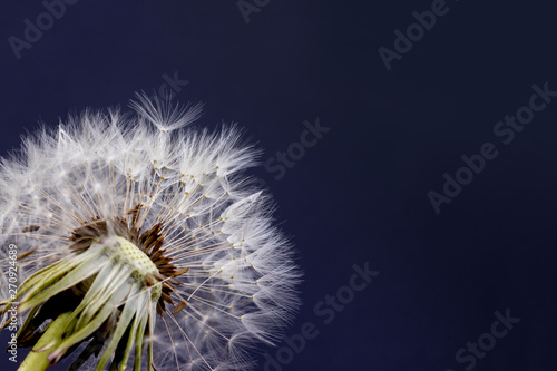 Fototapeta Naklejka Na Ścianę i Meble -  Dandelion flower with seeds ball on black background with copy space