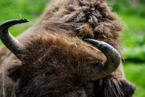 European bison (Bison bonasus) close view on head nad horns