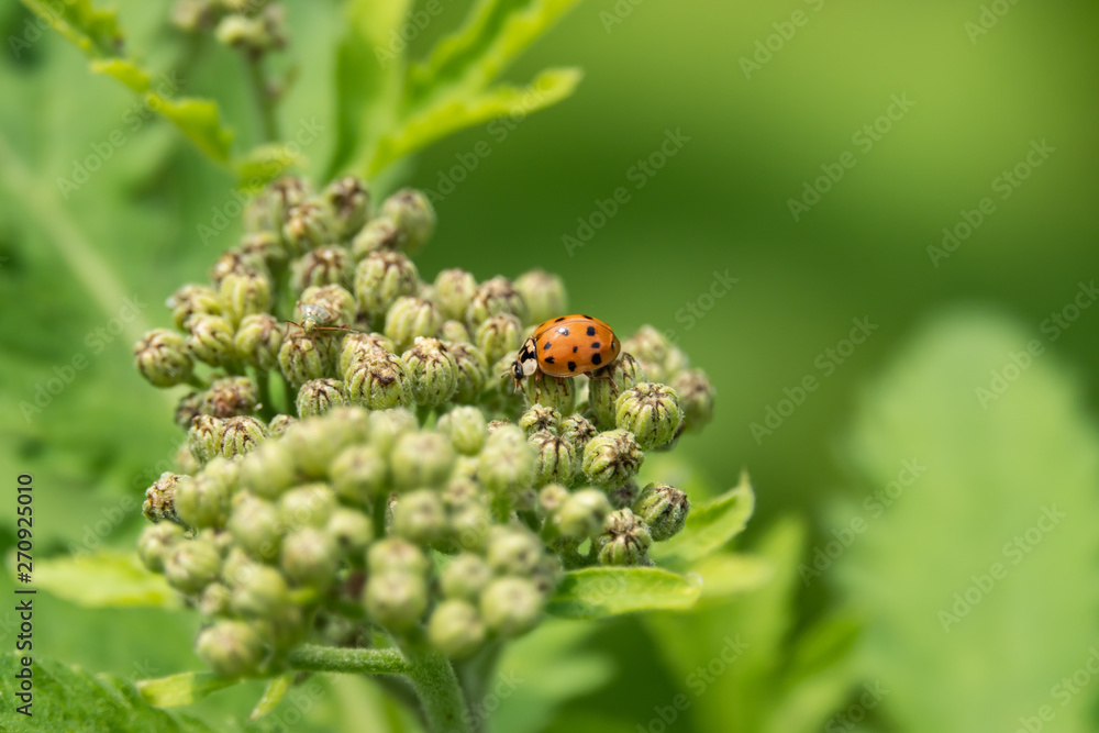 Asian Lady Beetle on Rayed Tansy Flower Buds in Springtime Asian Lady Beetle on Rayed Tansy Flower Buds in Springtime