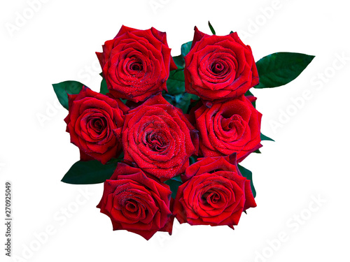 beautiful Burgundy roses of Dutch variety Red Naomi with dew drops on a white background isolated