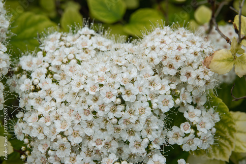 Birchleaf Spiraea Flowers in Bloom in Springtime