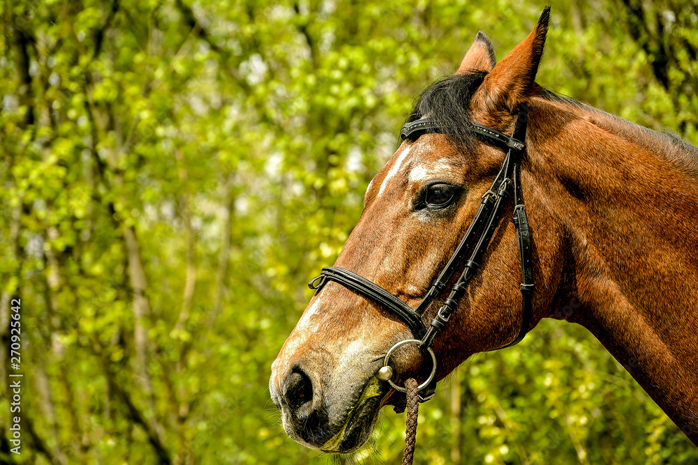 Obraz premium Animal portrait of a riding horse