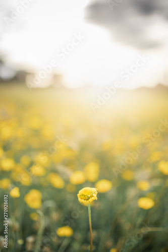 Sunset in the field with yellow flowers and radiant sunshine
