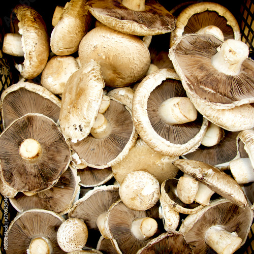 Raw organic mushrooms in the market.