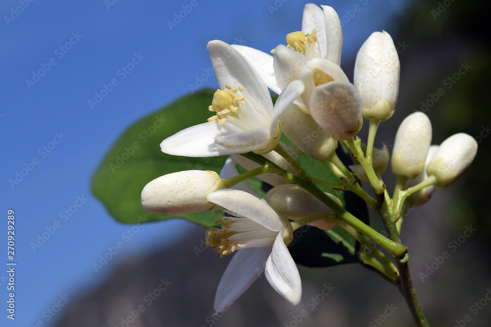 Orange.White orange flower on sky background Orange.White orange flower on sky background