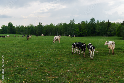 Black and white cows graze and eat grass on the field.