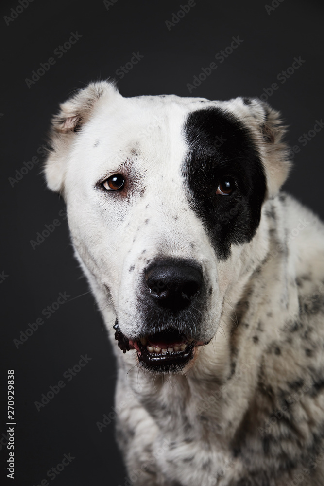 Central Asian Shepherd Dog on a gray background