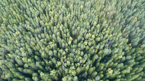 Aerial shot of green forest landscape