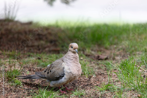 Mourning dove (Zenaida macroura) on agreen grass. Natural scene from Wisconsin.