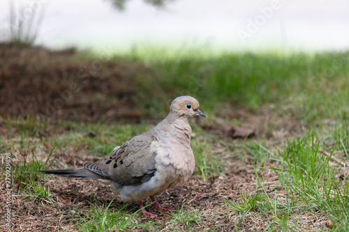 Mourning dove (Zenaida macroura) on agreen grass. Natural scene from Wisconsin. © karel