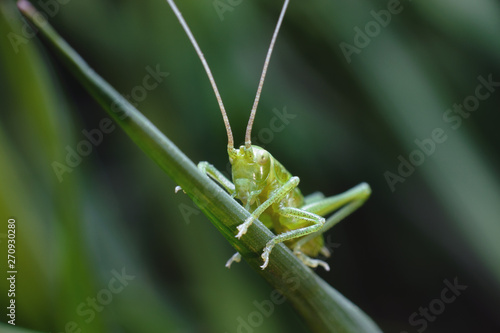 A cute little green grasshopper sits on the green stem of a blade of grass. Macro photography of insects, selective focus