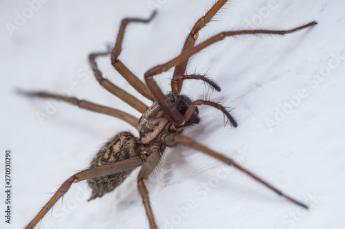 Sehr große Winkelspinne (Tegenaria) an Hauswand