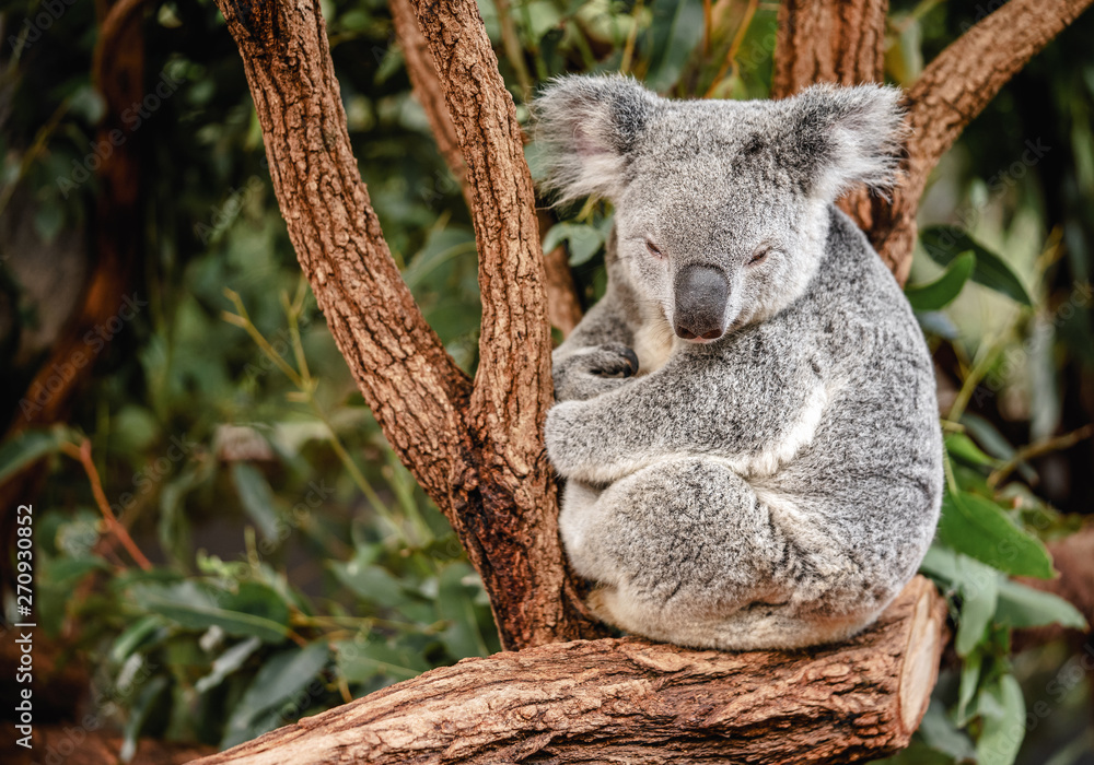 Fototapeta premium Close up of koala sitting on the tree with copy space