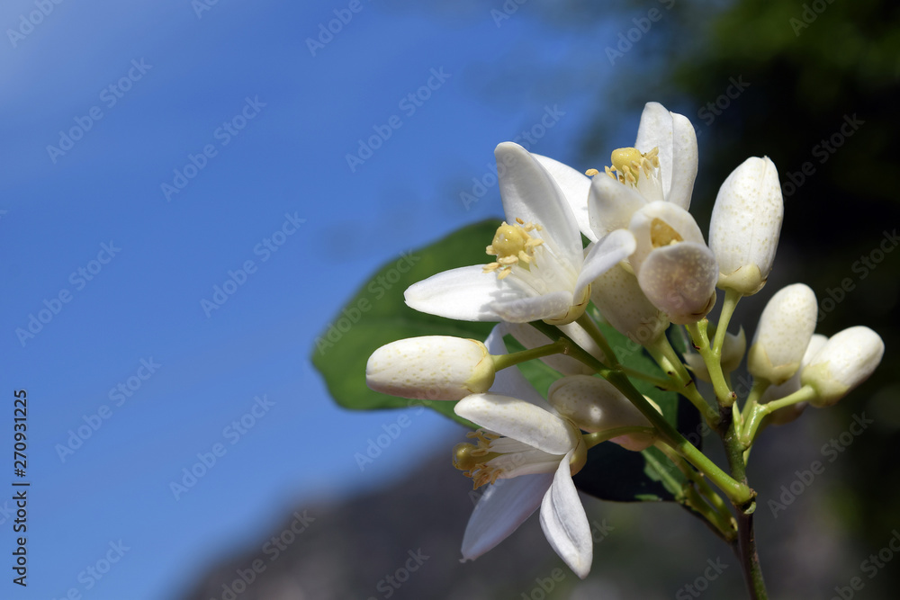 Orange.White orange flower on sky background Orange.White orange flower on sky background