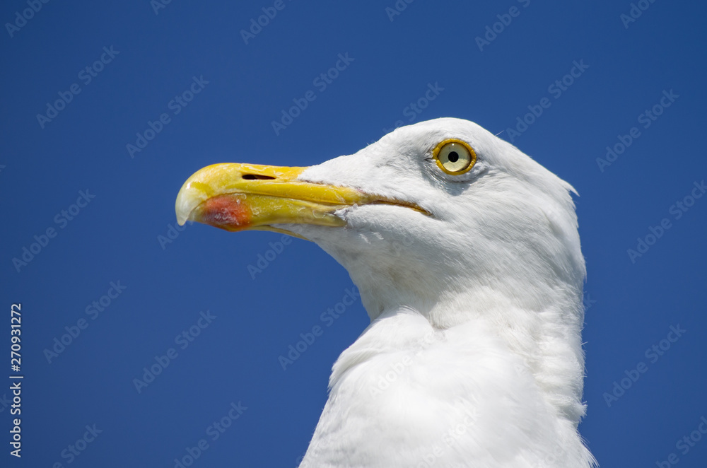 Portrait Silbermöwe (Larus argentatus) Portrait Silbermöwe (Larus argentatus)