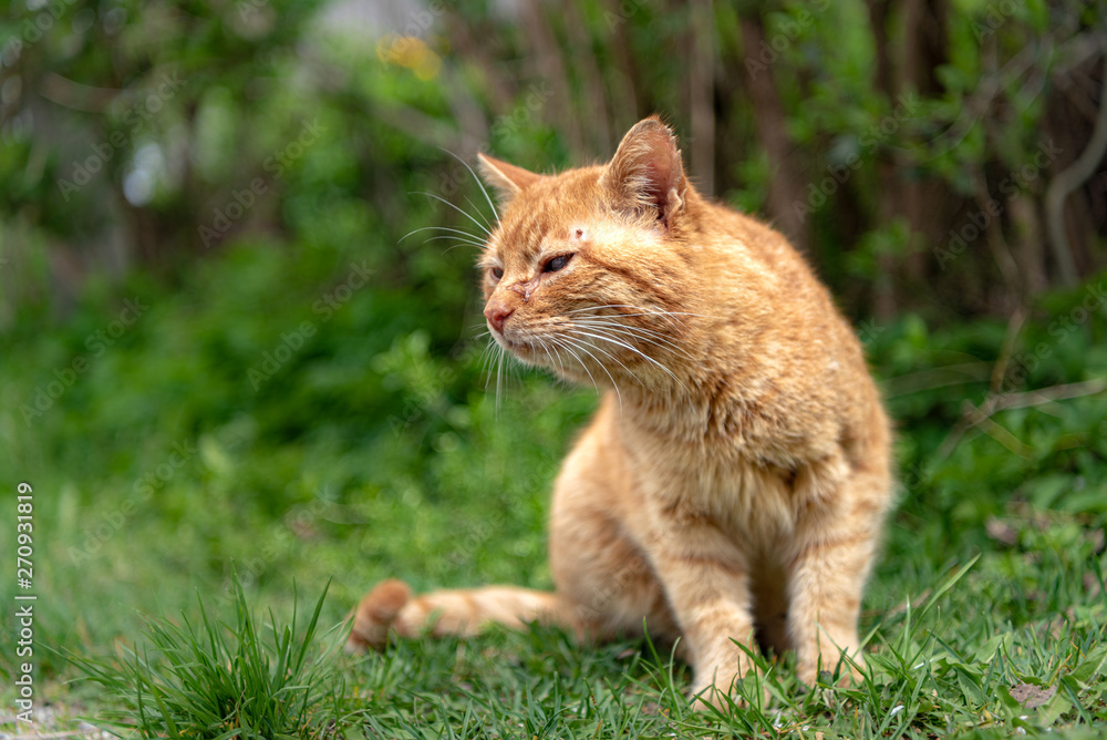 Domestic cat is sitting  outdoors