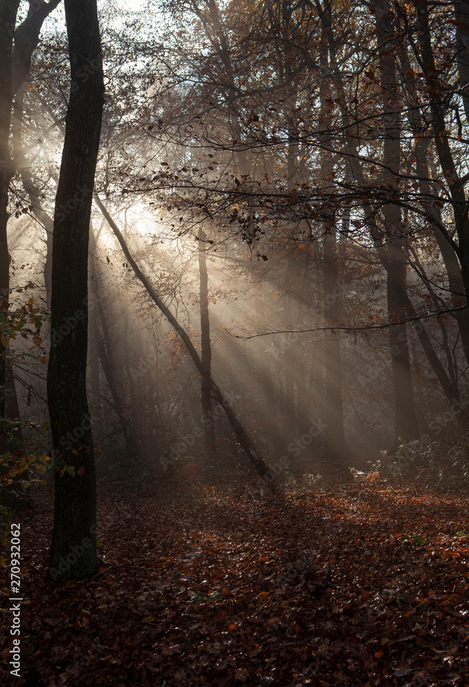 Morning sunlight in the forest. Foggy. Limburg Netherlands