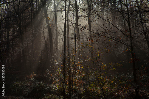 Morning sunlight in the forest. Foggy. Limburg Netherlands